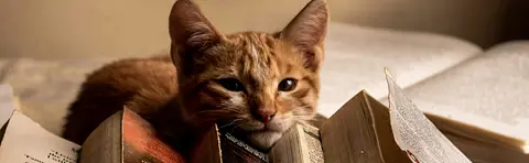 Hackea Tu Cerebro: Cómo Aprendí Redes Neuronales con Gatos